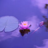 Wasser Lotus